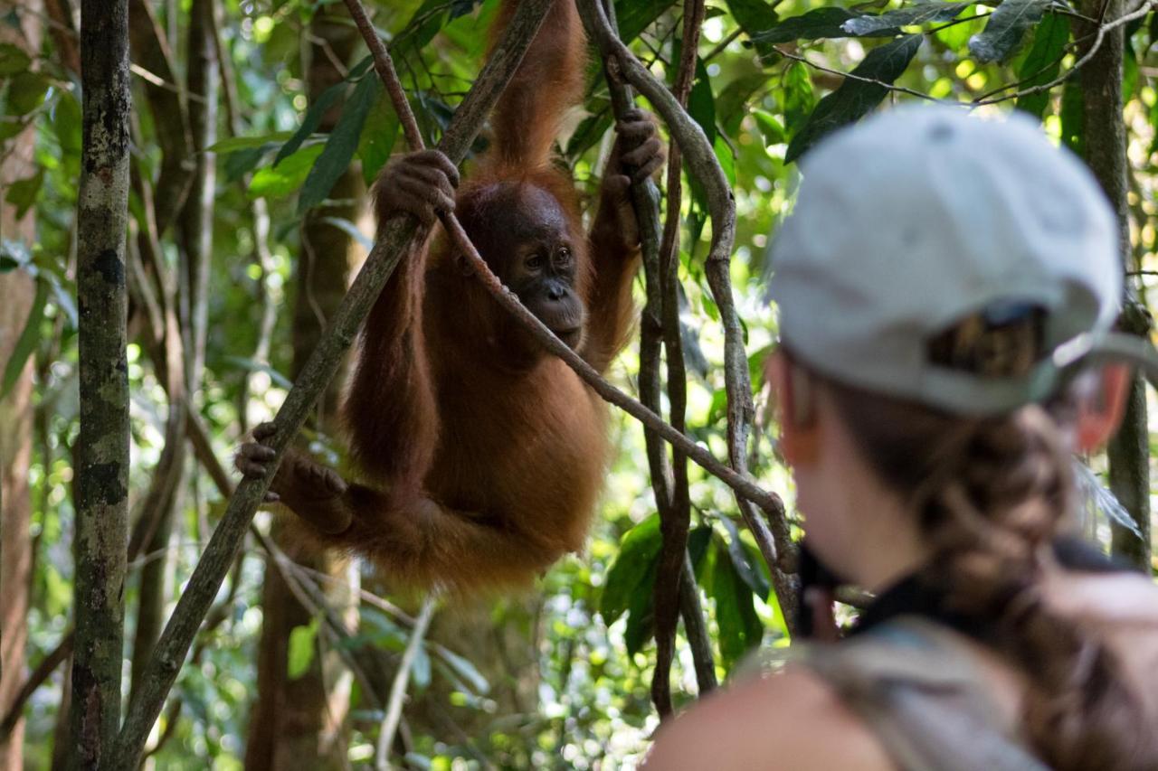 Rain Forest Guest House And Jungle Trekking Bukit Lawang Zewnętrze zdjęcie